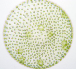 > </div>
<div class=